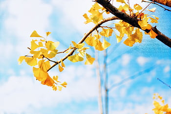 Ginkgo leaves in vibrant yellow contrast against a bright blue autumn sky. HD wallpaper
