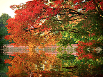 Autumn trees, Branch, Reflection, Autumn, Trees HD wallpaper