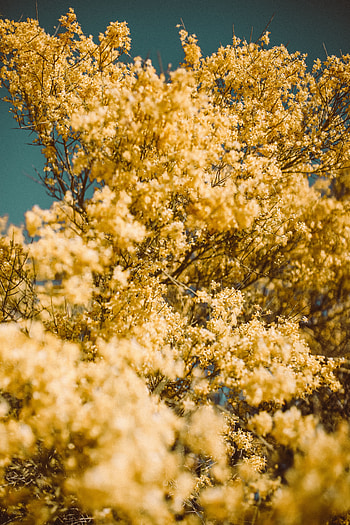 Nature, Flowers, Blur, Smooth, Branch HD phone wallpaper