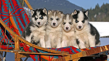 We stick togetha :D !, Husky, Four, Dogs, Cute HD wallpaper