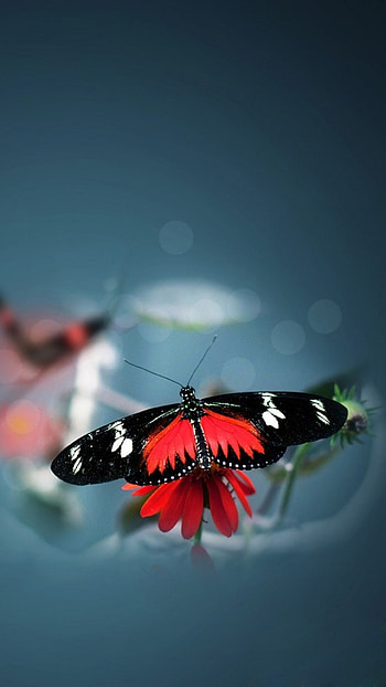 Red Butterfly, Adorable HD phone wallpaper