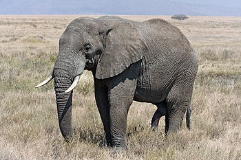 Elephant, tusk, animal, pachyderm HD wallpaper