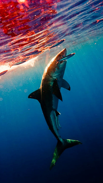 Shark, Horrible Shark HD phone wallpaper