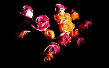 flower, nature, flowers HD wallpaper