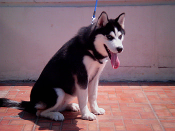 dea 2, dog, wolf, husky HD wallpaper