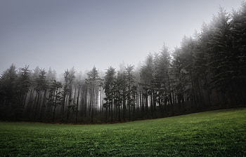 Landscape, Trees HD wallpaper