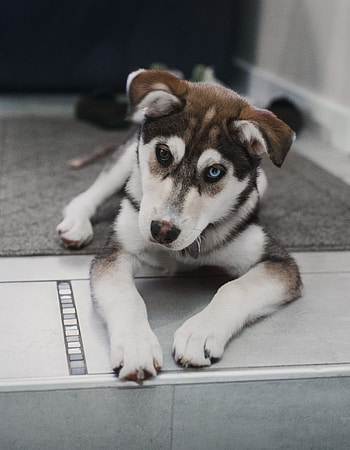 Animals, Dog, Pet, Sight, Opinion, Puppy, Heterochromia HD phone wallpaper