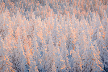 Winter Serenity: Snow-Covered Russian Forest, forest, tree, snow, winter, Russia HD wallpaper