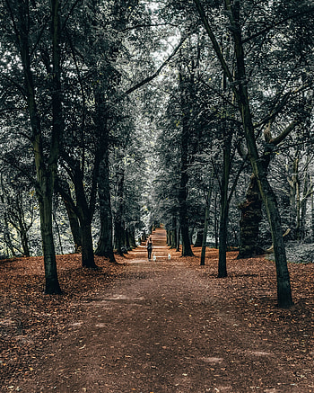 Nature, Dogs, Trees, Park, Girl, Stroll HD phone wallpaper