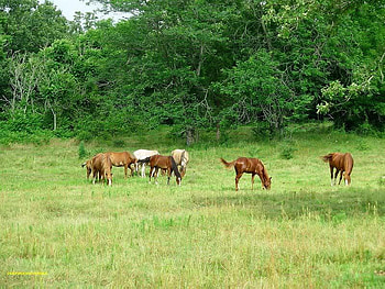 In The Field, trees, horses, grass, field HD wallpaper