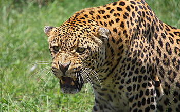Animals, Leopard, Aggression, Grin, Muzzle, Predator, Big Cat HD wallpaper