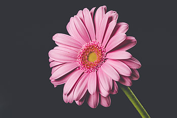 Pink Gerbera, flower, bloom, close up HD wallpaper
