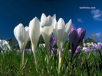 Tulips, purple, tulip, white, flower HD wallpaper