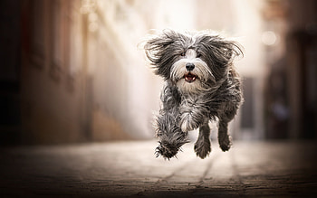 Dog Running, animal, dog, happy, running HD wallpaper