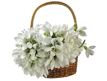 Plants, Flowers, Snowdrops HD wallpaper