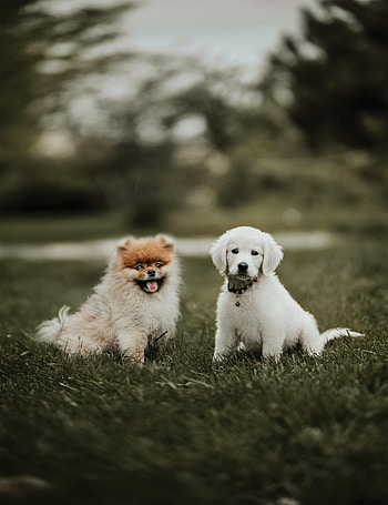 Animals, Dogs, Friendship, Puppies HD phone wallpaper
