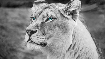 Blue eyed Lion Monochrome HD wallpaper