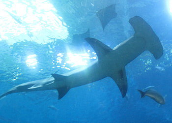hammer time !, fun, fish, shark, hammer, water, aquarium HD wallpaper