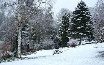 Winter, Nature, Trees, Snow, Forest, Arboretum, Diversity, Variety HD wallpaper