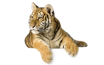 Animals, Tigers HD wallpaper