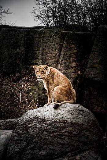 A majestic lioness sits on a rock in an outdoor natural habitat, showcasing its regal presence. HD phone wallpaper