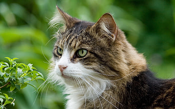 Animals, Grass, Cat, Fluffy, Muzzle, Spotted, Spotty HD wallpaper