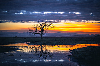 Nature, Water, Twilight, Reflection, Wood, Tree, Dusk HD wallpaper