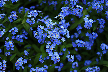 Blossom , blossom, flowers HD wallpaper