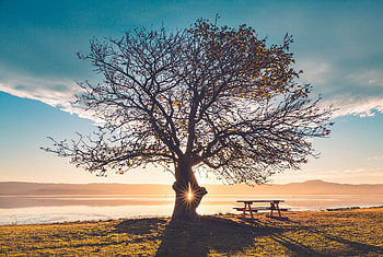 Huge Tree Sunbeams Bench , nature, trees, bench, graphy, sunbeam HD wallpaper