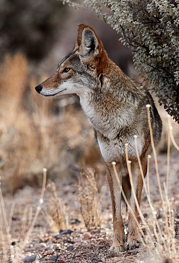 Fond d'cran gratuit, French background, European wildlife, Cultural connection HD phone wallpaper