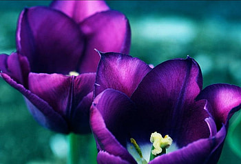 Flower, purple, abstract HD wallpaper