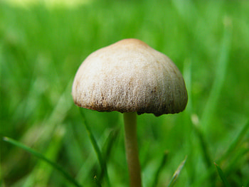 Timid to Sprout, brown, spring, mushroom, green HD wallpaper