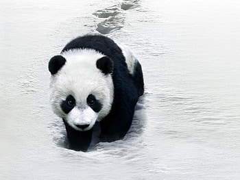 Animals, Pandas HD wallpaper