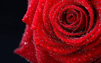 Red rose, macro, flower, red, rose, trandafir, water drops HD wallpaper