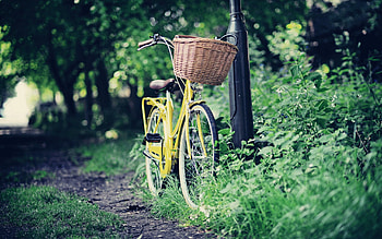 Nature, Miscellanea, Miscellaneous, Stroll, Basket, Bicycle HD wallpaper