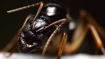 Ant theme for Windows, Captivating ant ry, Modern experience, Personalize your device HD wallpaper