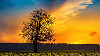 Skagit Sunset Fiery Skies Over Daffodils, Washington, tree, field, landscape, clouds, colors, sky, usa HD wallpaper