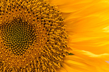 Flower, Macro, Petals, Sunflower HD wallpaper