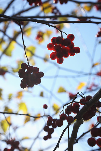 Berries, Macro, Branches, Clusters, Bunches, Rowan HD phone wallpaper