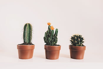 Three different potted cacti on a white background showcasing minimalist interior decor. HD wallpaper