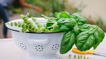 Harvesting basil, Growing tips, Plant care, Culinary herb HD wallpaper
