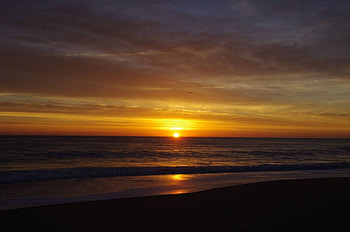 Lone flight at sunrise, bird, ocean, sunrise, beach HD wallpaper