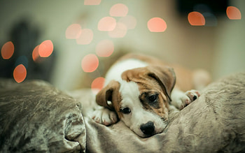 Cute doggy, Adorable pet, Lovely HD wallpaper