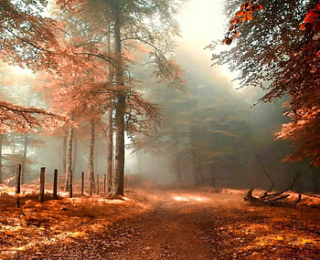 Misty autumn day, trees, autumn, leaves, mists HD wallpaper
