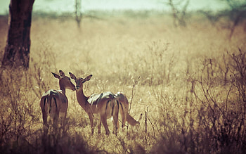 Animals, Nature, Grass, Background, Field, Roe Deer HD wallpaper