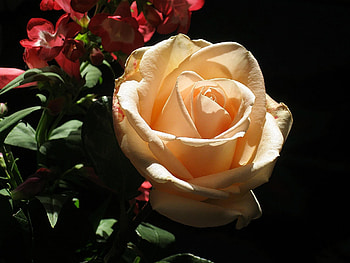 Flowers, Rose Flower, Rose, Close-Up, Greens HD wallpaper