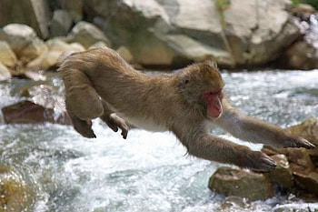 Monkey Jump, cool, monkey, jump HD wallpaper