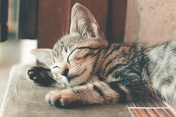 Close-up of a cute tabby kitten sleeping with soft fur indoors, capturing a serene and restful moment. HD wallpaper