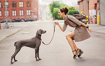 Animals, People, Dogs, Girls HD wallpaper