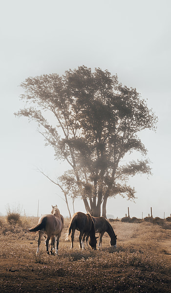 Animals, Nature, Horses, Wood, Tree, Pasture HD phone wallpaper